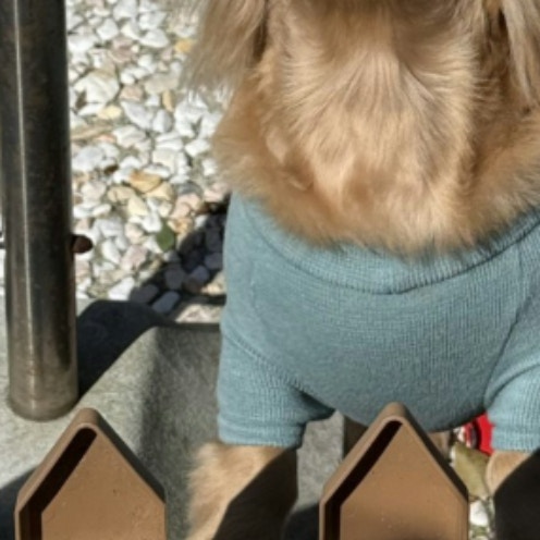 【2500人がキュン】愛犬が太陽でまさかの“光合成”開始！？とろける表情がかわいすぎ「和むわぁ」