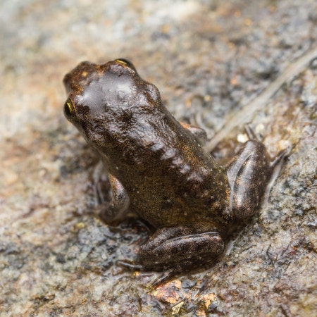 カエルを救出した翌日に【まさかのできごと】→昔話を思わせるほっこり話に4千いいね
