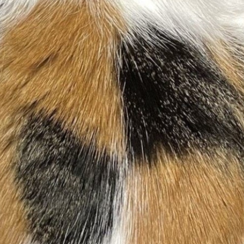 背中の模様が【完全一致】愛猫と食べ物を並べて⇒10万いいね「奇跡のシンクロ」「誤って食べないように」