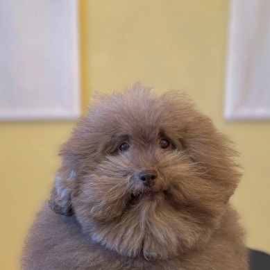 ドライヤー中のプードル「普段は見えない部分」に19万いいね「コアが現れた」「かわいすぎ」