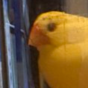 【びよーん】「エクレアのように…」麦茶ボトル越しに見た“もっちり文鳥”に3万いいね「かわいすぎ」