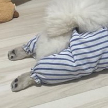 飼い主に似た？横着するペキニーズの姿に2.2万いいね「笑った」「ちょうどいい高さ」
