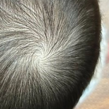 赤ちゃんのまんまる頭、想像以上の丸さに1.7万いいね「美しい！」「お月見したくなる」