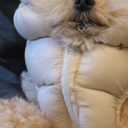 ダウンを着たら睡魔が…愛犬のウトウト顔に2万いいね「かわいい」「おばあちゃんぽさ」