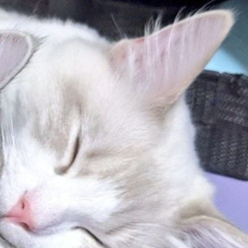 「可愛すぎて昇天」猫たちの“天使の寝顔”が重なる瞬間、究極のバックハグに2万人が溶けた…