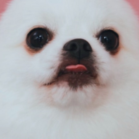 プロのカメラマンも困惑？→特徴的な耳を持つ愛犬に24万いいね「本当に…」「わかりみ深い」