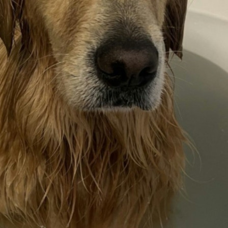 「砂抜き中」お散歩後のゴールデンレトリバー、表情に1万いいね「瞑想中？」「ごくらくごくらく」