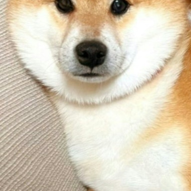 反則級の大反響！種を超えて仲良しすぎるペット→撮影したX投稿に11万いいね「見事」「尊い」