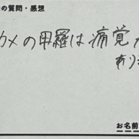質問箱「カメの甲羅に痛覚ある？」ウミガメ飼育員の回答に2万いいね「例えがうますぎ」「気になってた」