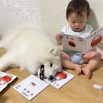絵本を持つ赤ちゃんの横で→読み聞かせに付き合うサモエドの表情に5千いいね「素敵な関係」「かわいい」