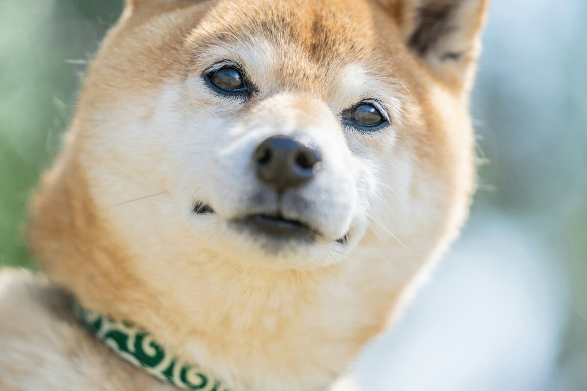 仏頂面で紙タバコのおじさんが犬を飼って…変化に9万いいね「まさにアニマルセラピー」「幸せそう」