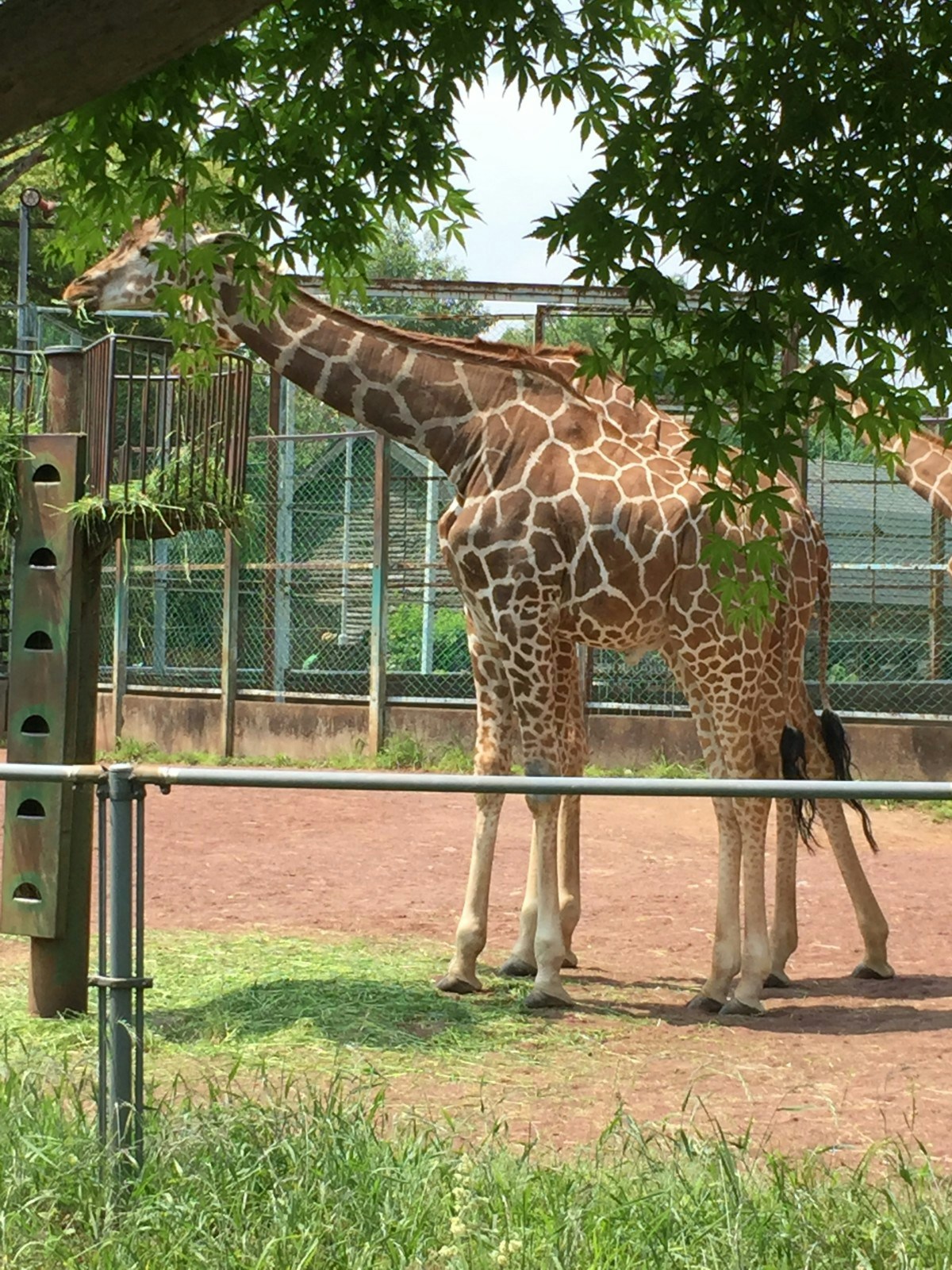 動物達とたくさん触れ合える！埼玉県こども動物自然公園  アチコチ by 