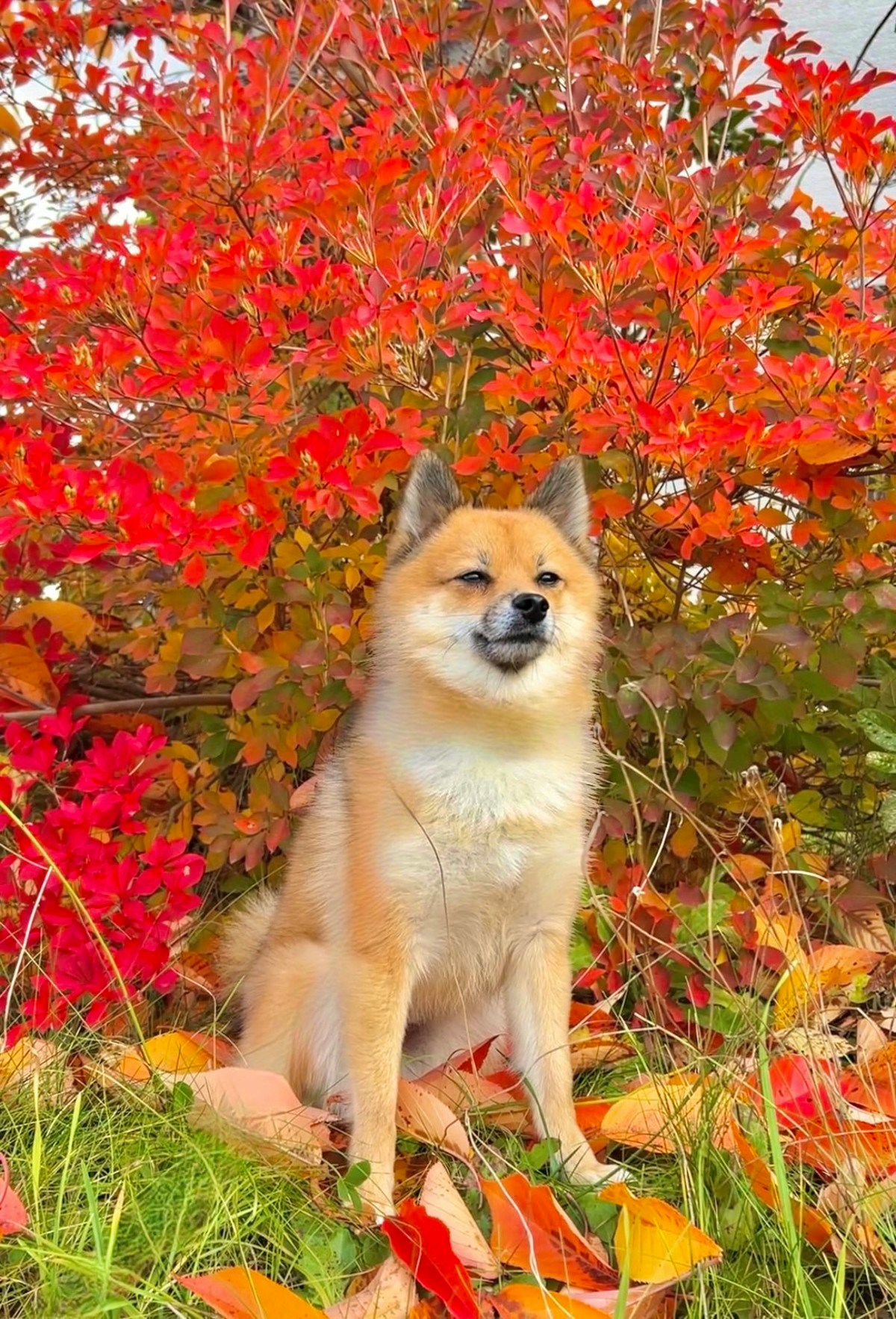 犬のパーソナルカラーは？紅葉に映えるしば犬に6.7万いいね「ザ・芸術