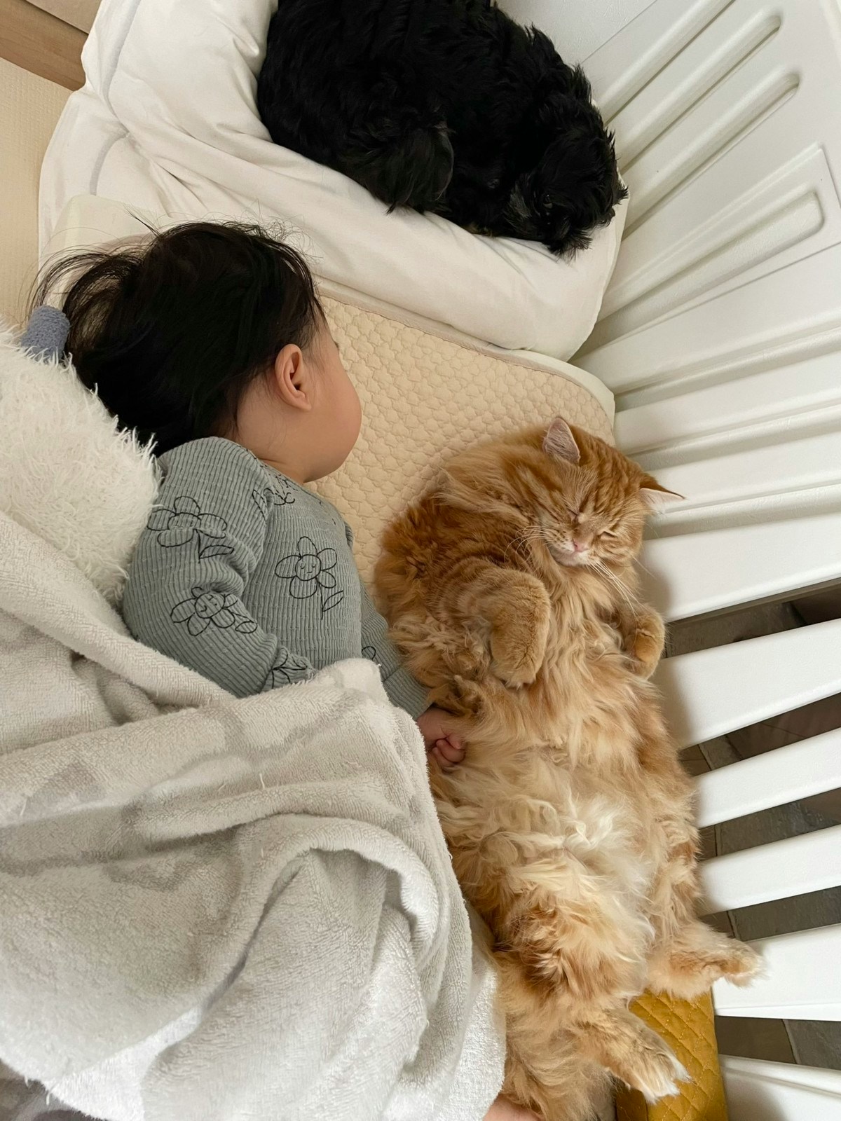 赤ちゃんとお昼寝する猫、まるで赤ちゃんな姿に3.9万いいね「可愛い」「覗いてほっこり」 [ママリ]