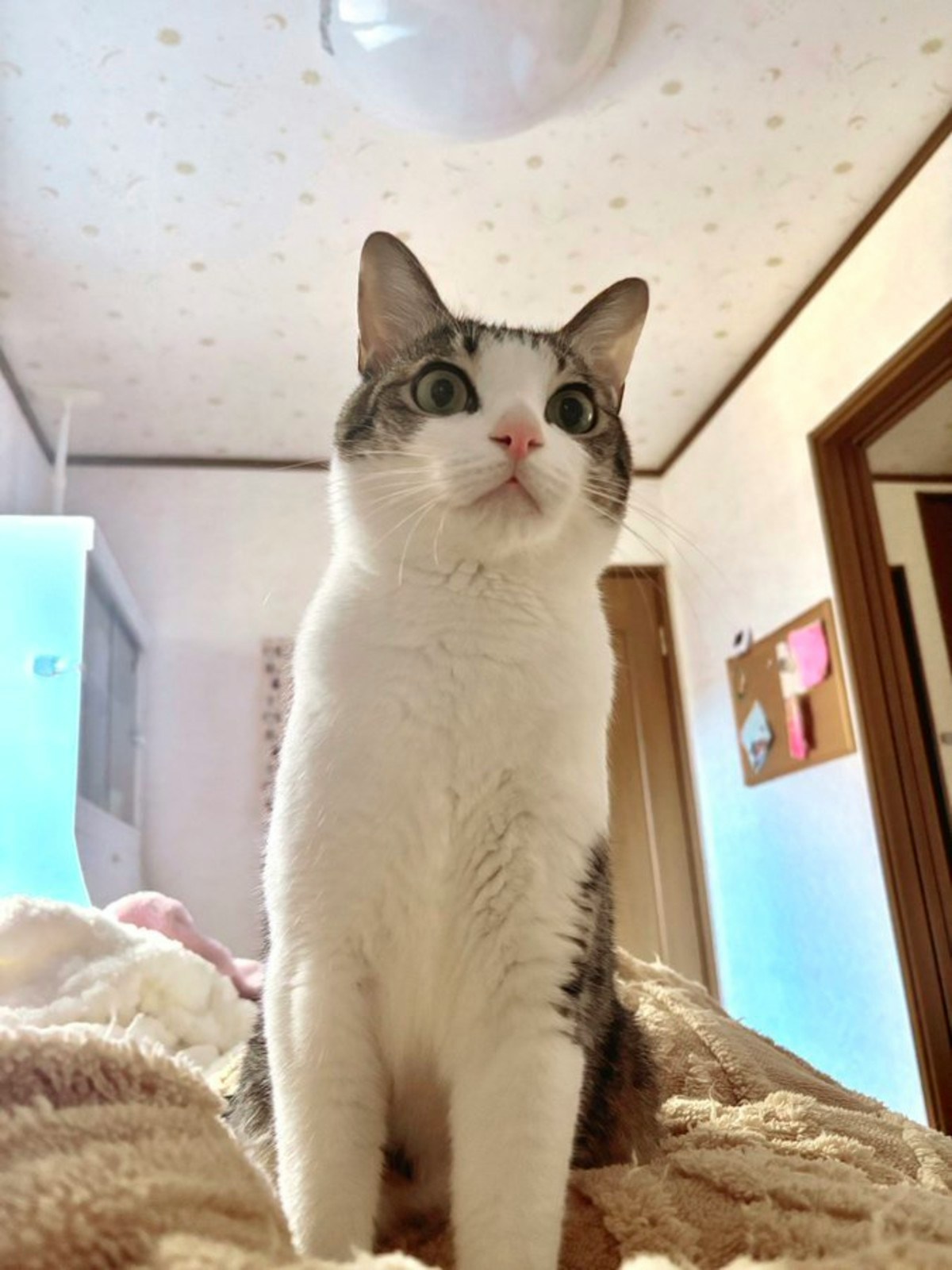 ねこにゃんです。 にゃんですと？」朝ごはん抜きを悟った猫の表情に2.2万いいね「聞いて