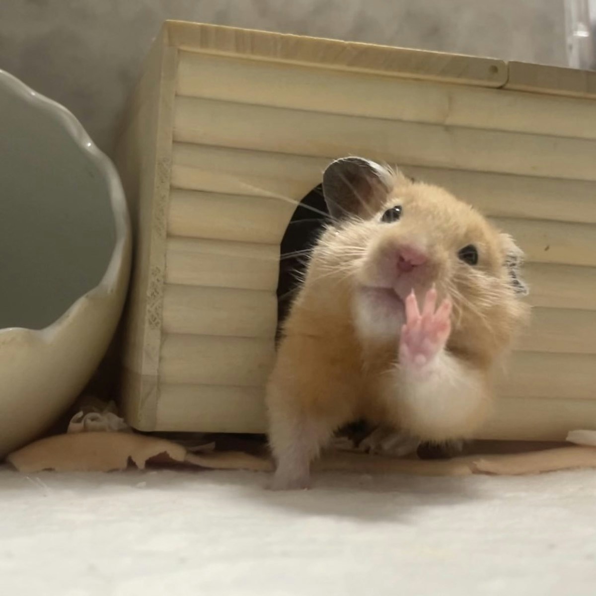 ハムスターさん専用　参考写真 どんな顔してる？“アイドル級ファンサ”を見せるハムスターの奇跡の一枚