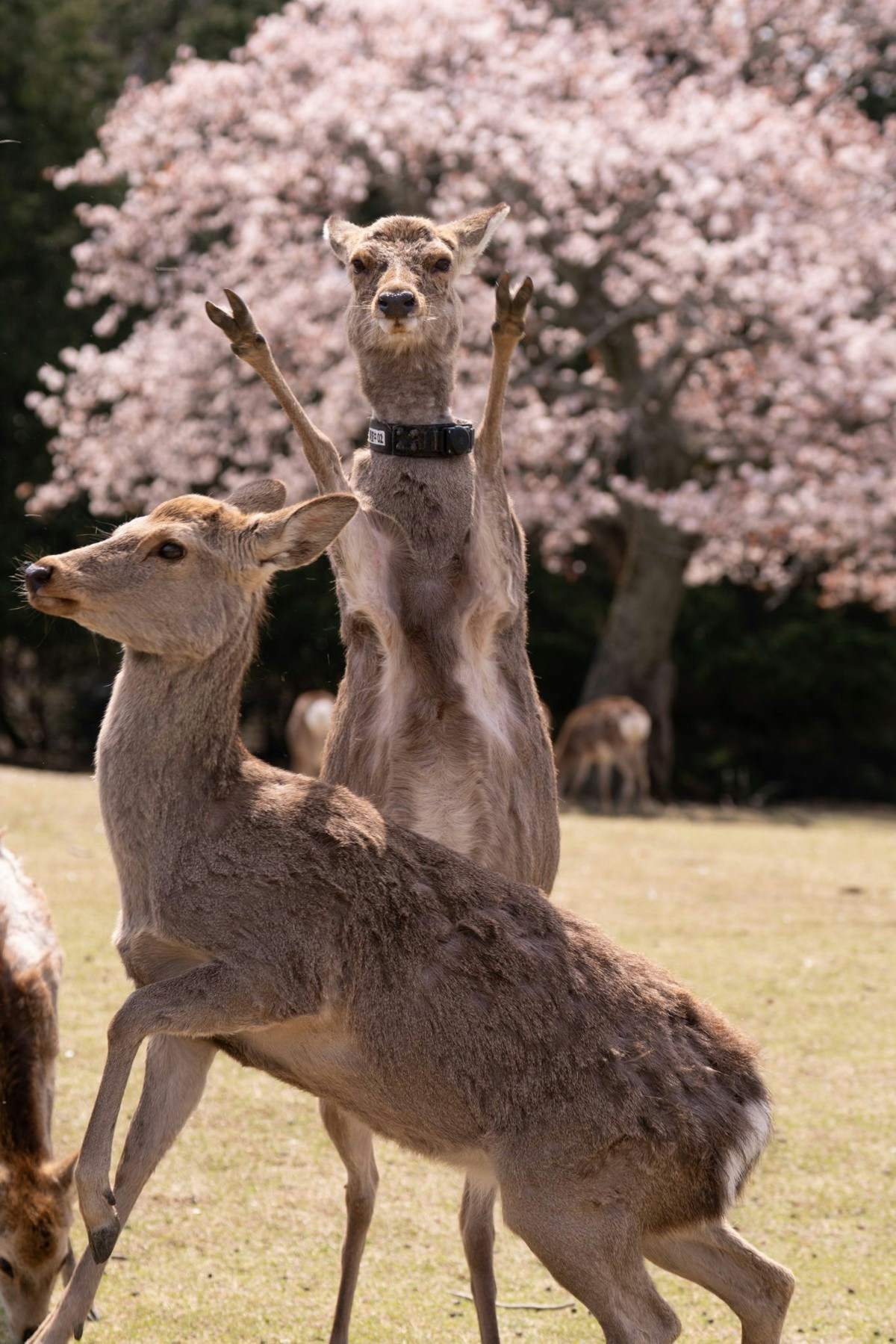 奈良公園で発見「パリピな鹿」まさかのダブルピースに19万いいね