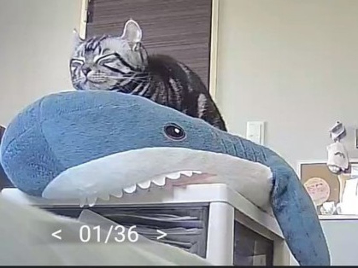 猫サメ 猫の日常 サメのおさんぽ Tシャツ