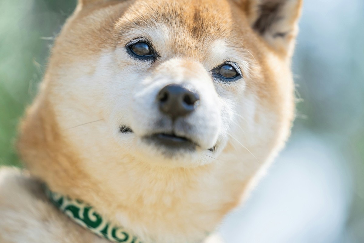 犬