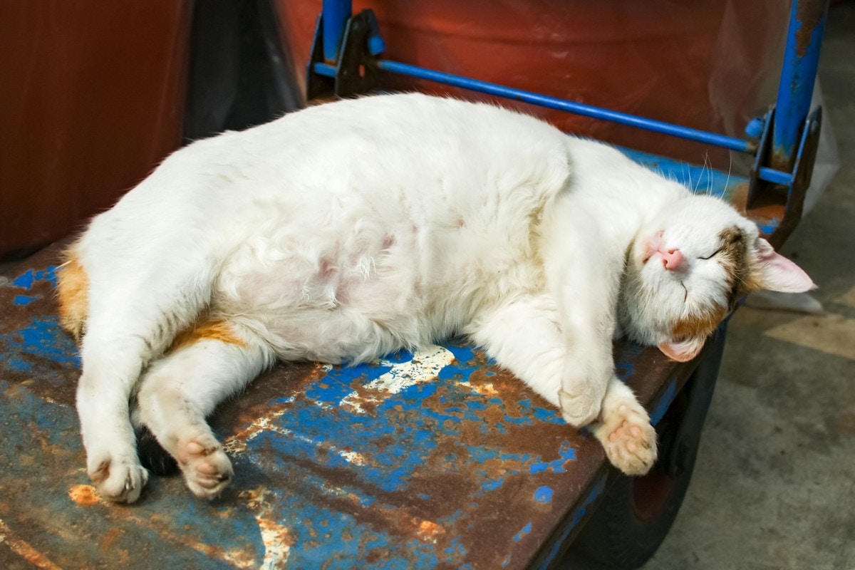 猫