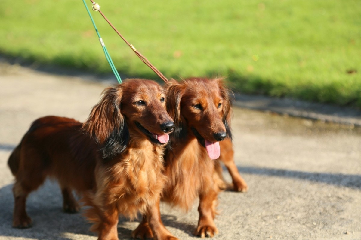 犬