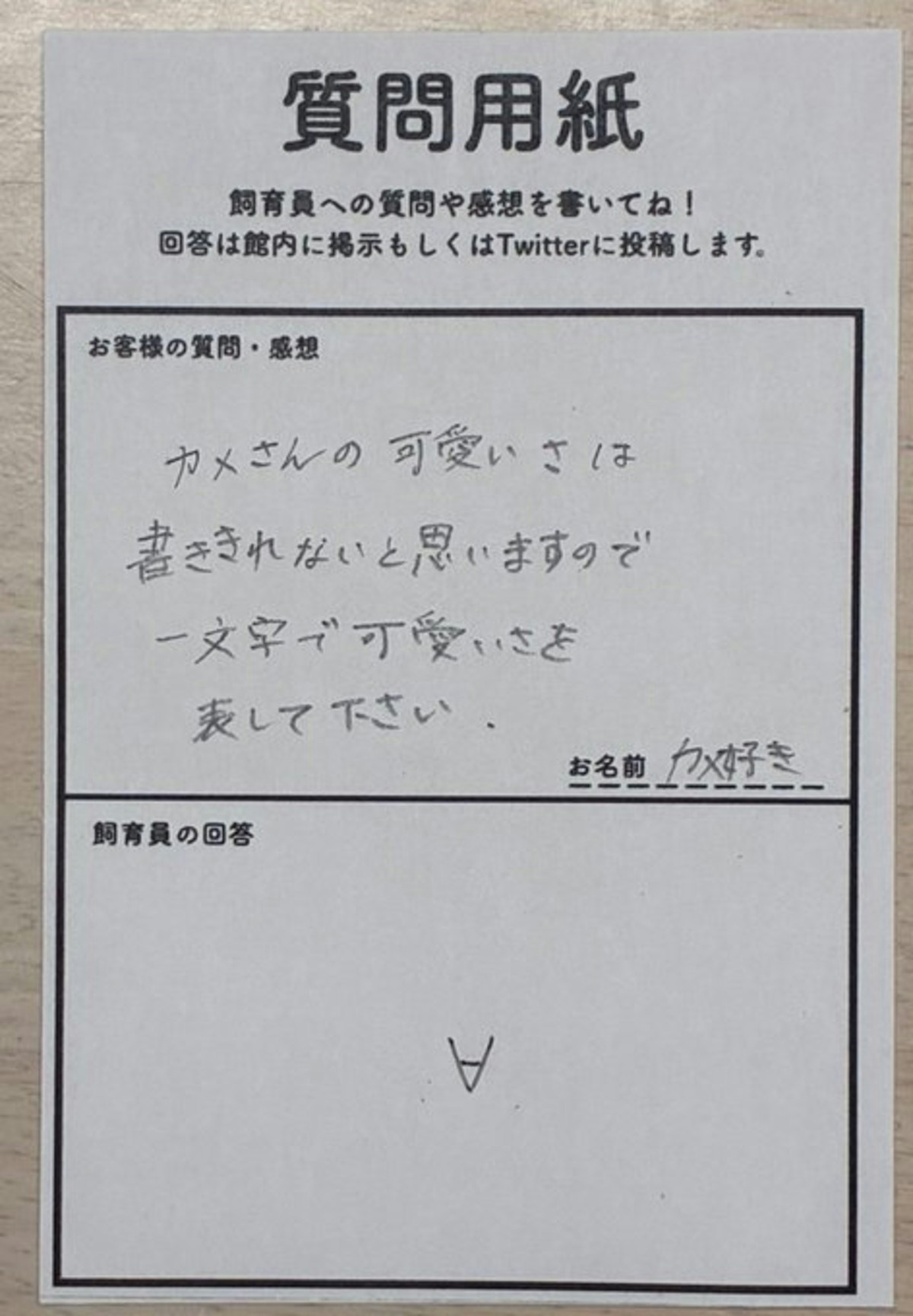 カメリアさん専用ページ カメのかわいさを1文字で表して」質問箱への【神回答】に6万いいね