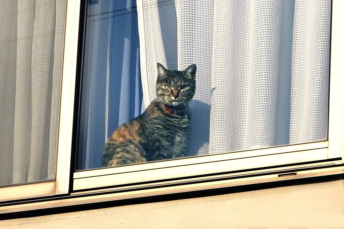 カーテン　監視
