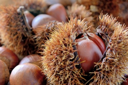 秋(9・10・11月) 生まれの男の子につけたい植物をイメージさせる名前は？ [ママリ]