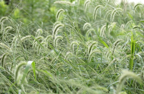 抜いても生えてくる庭のしつこい雑草 その原因と対策方法をご紹介 ママリ 抜いても生えてくる庭のしつこい雑草 その原因と対策方法をご紹介 ママリ