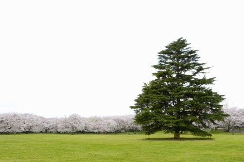 昭和記念公園