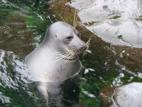 箱根園水族館