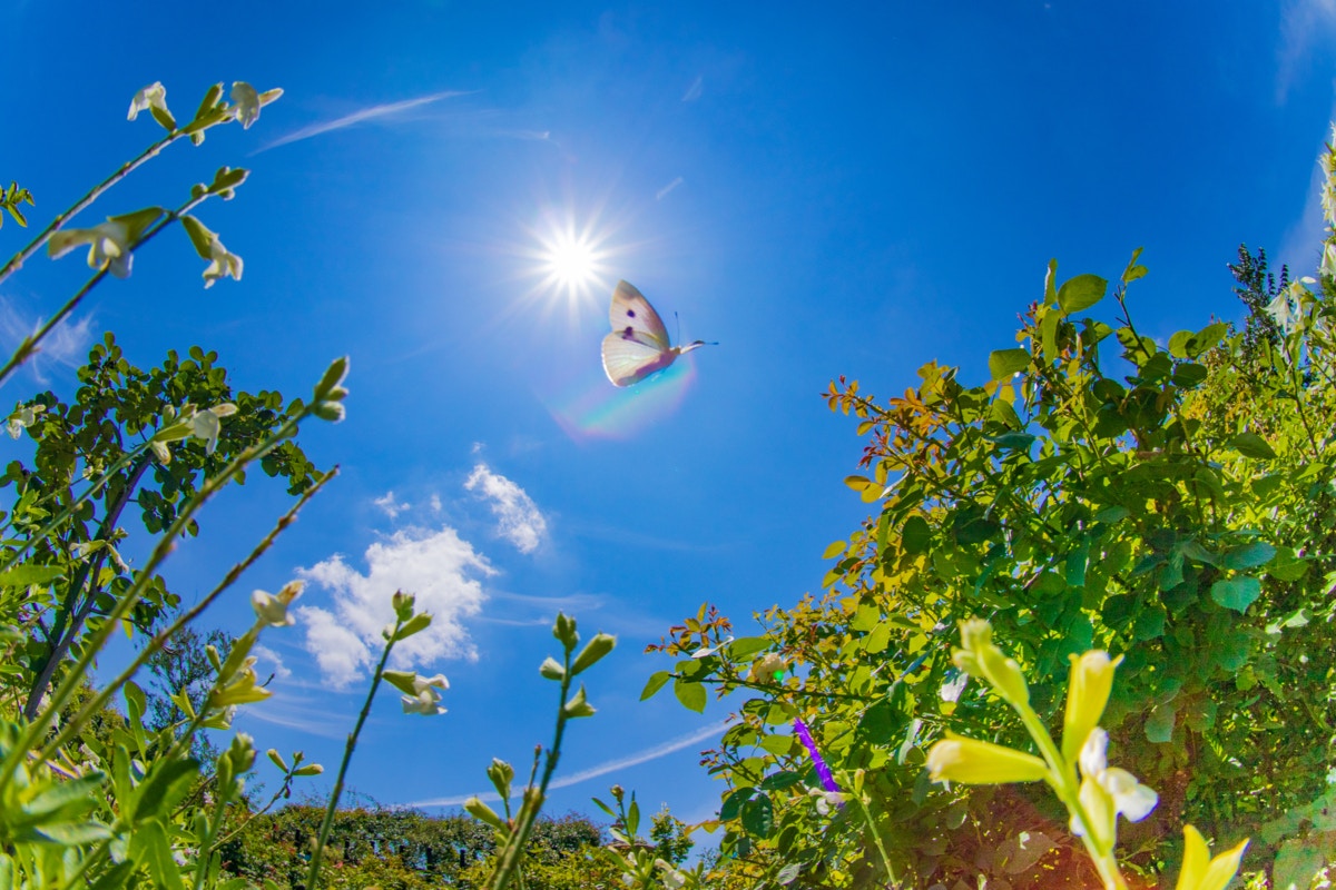 青空　モンシロチョウ