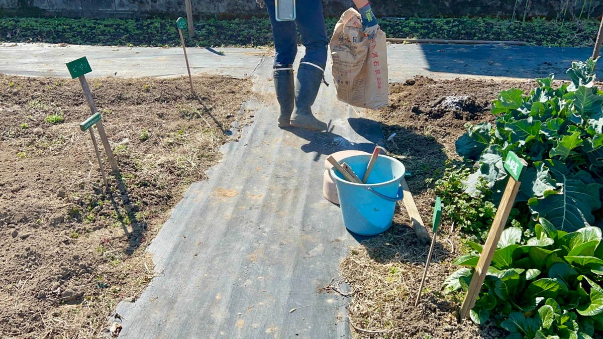 家庭菜園　収穫