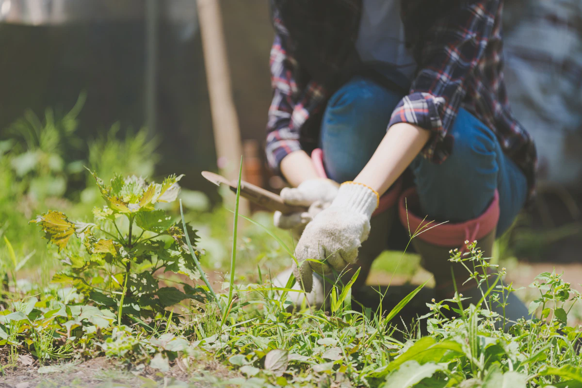 女性　外　草むしり